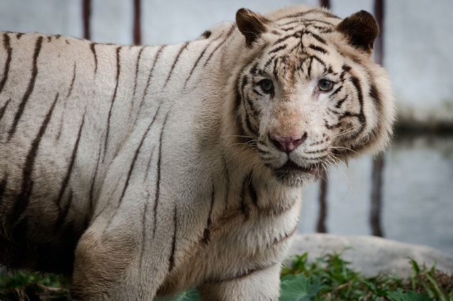 Sonhar tigre branco você sabe o que significa