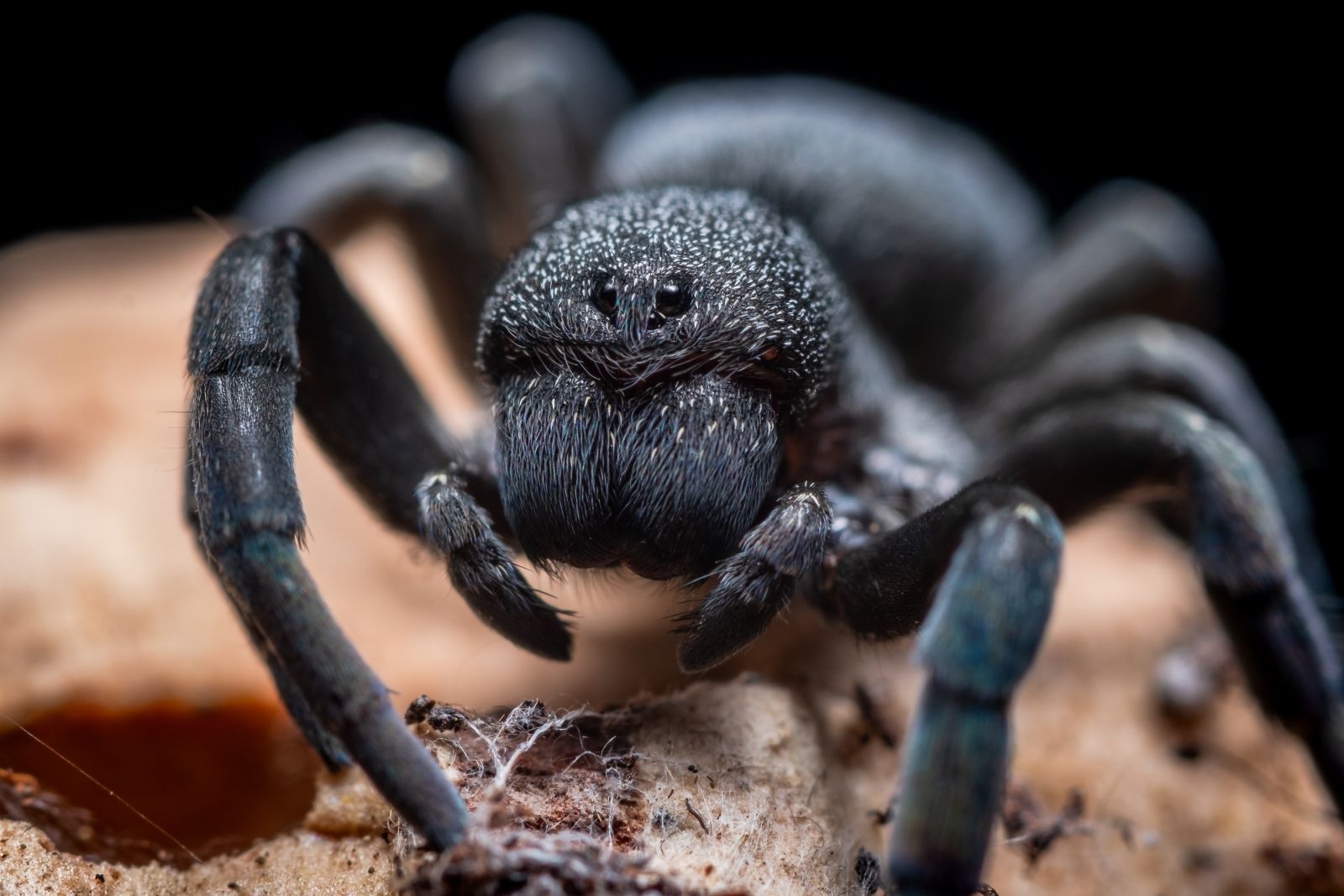 Aranha grande preta em uma superfície 