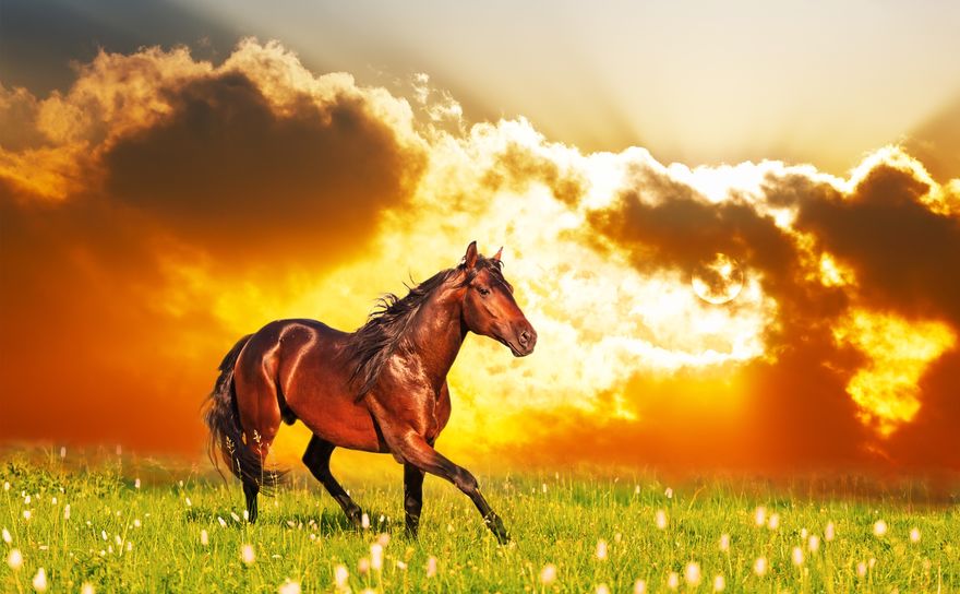 Sonhar com Cavalo Marrom: O QUE SIGNIFICA ESTE SONHO?
