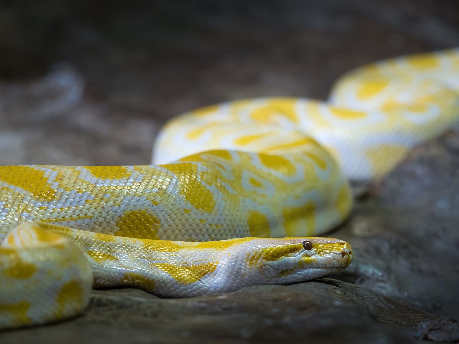 Sonhar Com Cobra Qual é O Significado Desse Sonho 9746